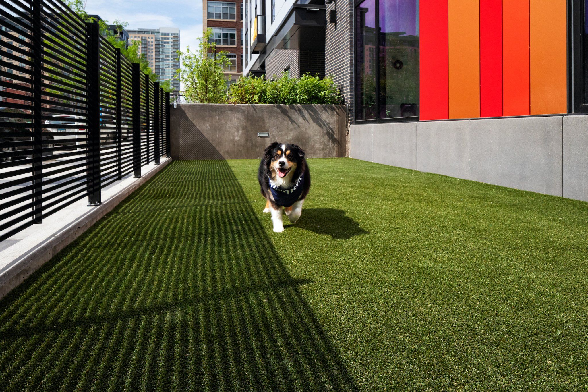 Cute dog wearing a Moment bandana trotting along the green dog park grass at Moment Apartments